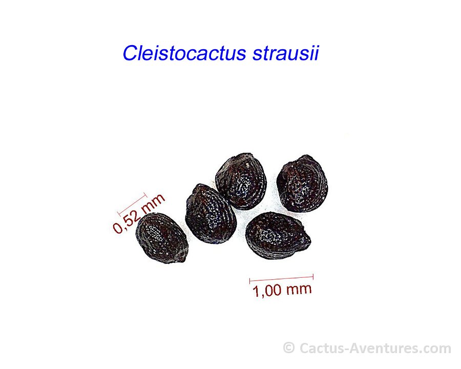 Cleistocactus strausii